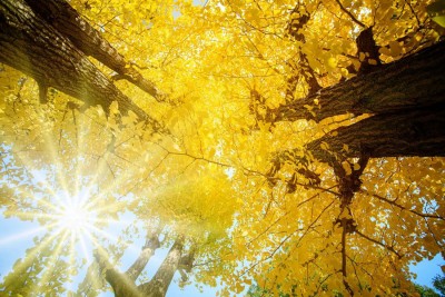 Ginkgo biloba e memoria: benefici, meccanismi cognitivi e come assumerlo