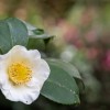L-Teanina: rimedio naturale per ansia, stress e concentrazione