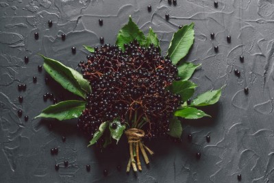 Sambuco: proprietà, benefici e azione antivirale per le vie respiratorie