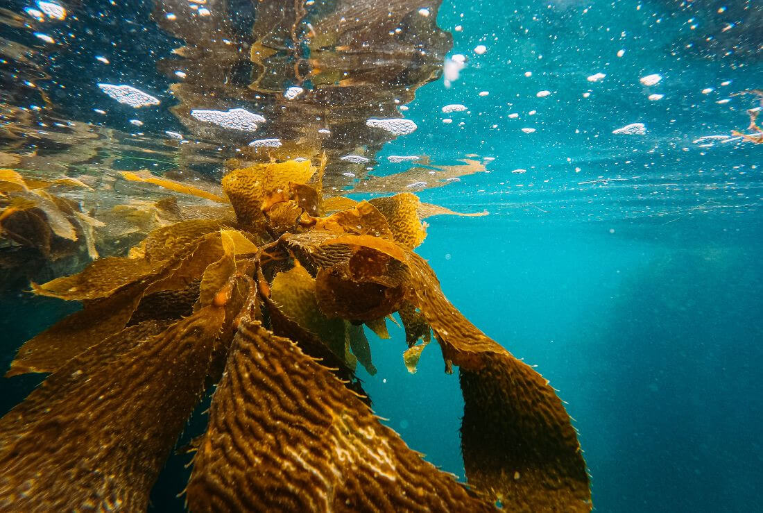 alga kelp per la salute della tiroide