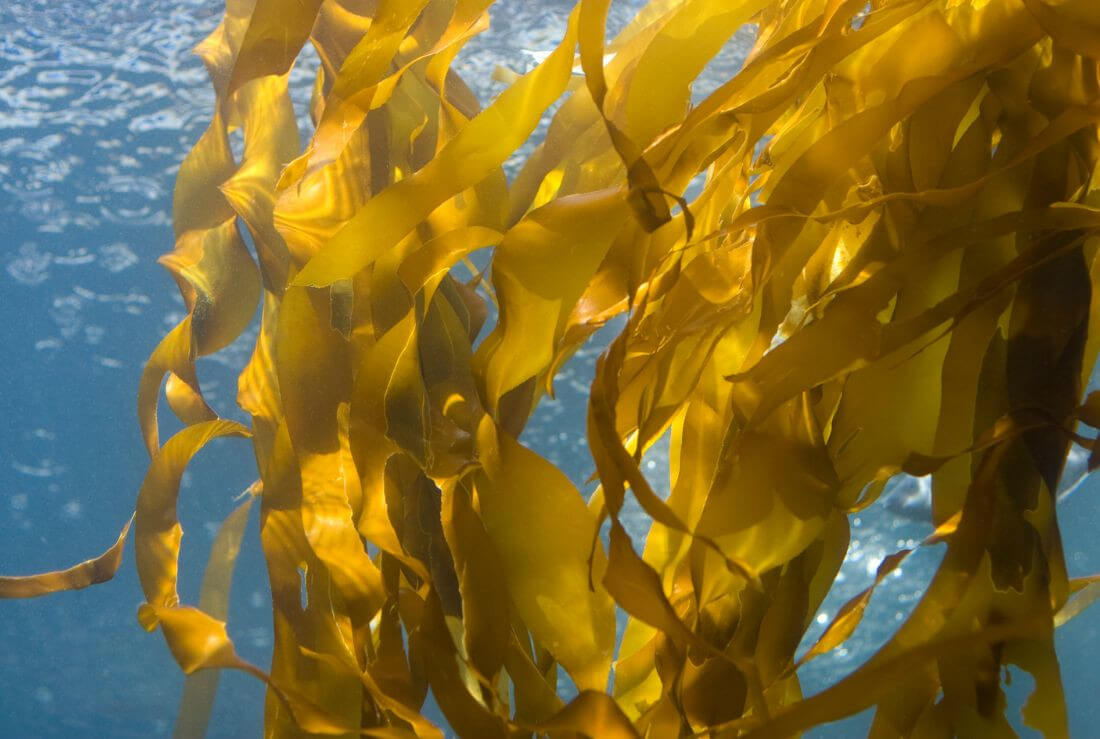 alga kelp ricerche in ambito oncologico