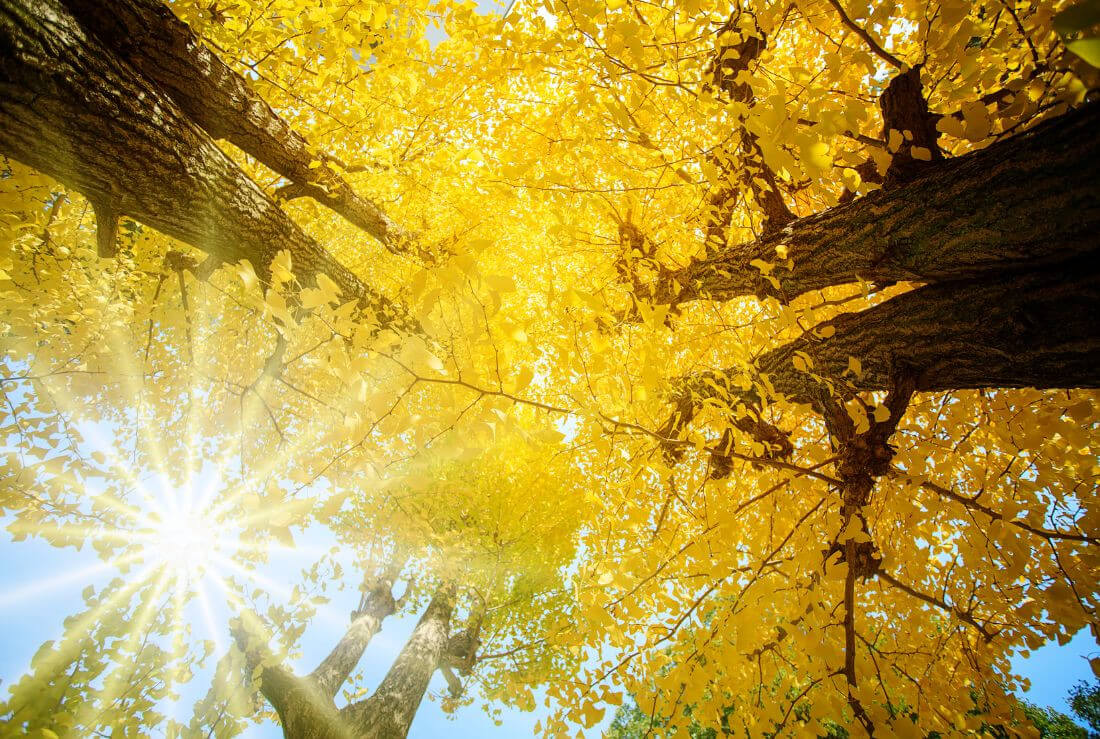 ginkgo biloba integratore naturale