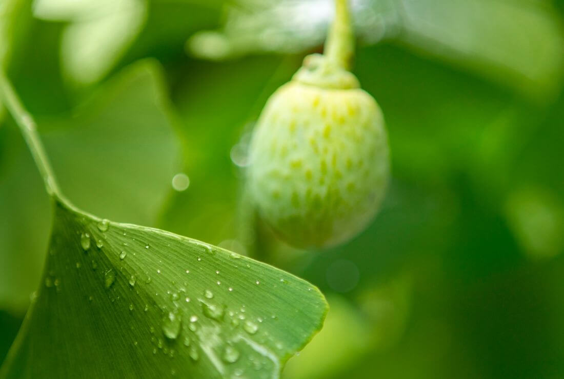ginkgo biloba per la memoria dell'anziano
