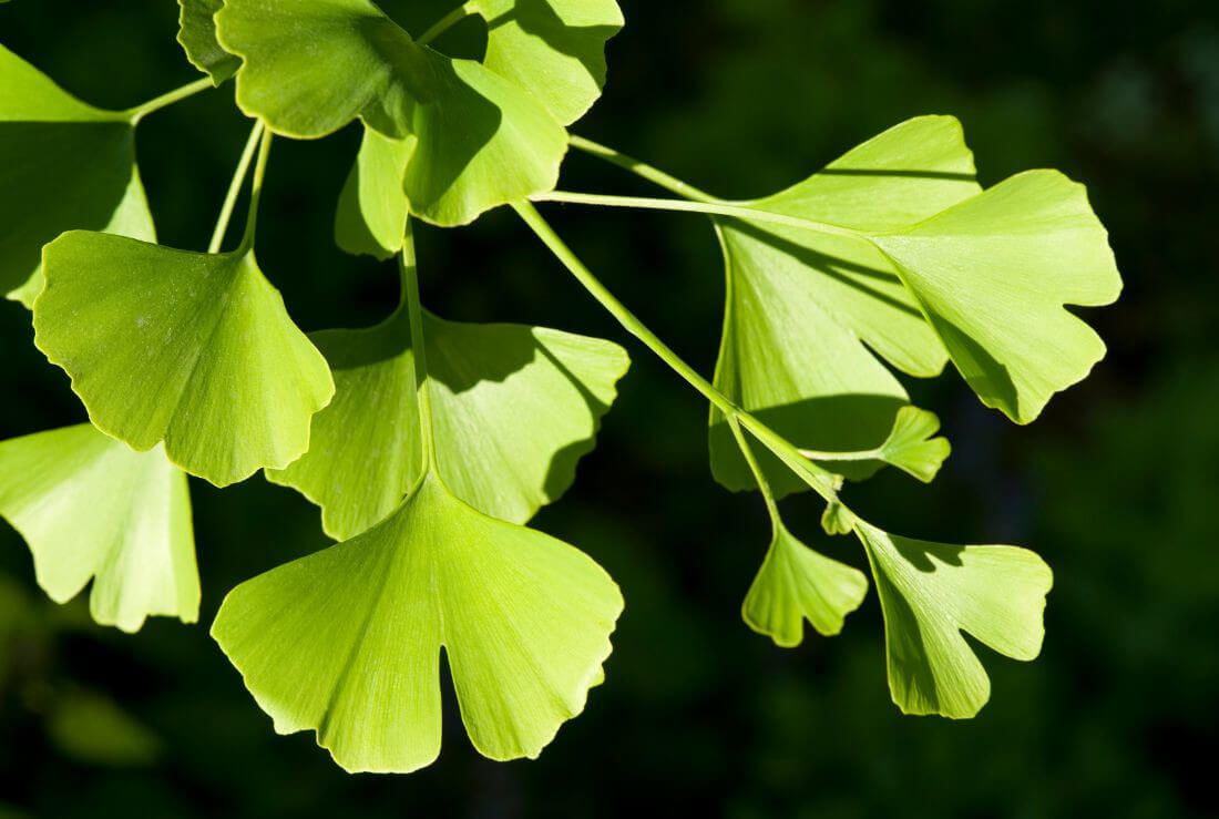 ginkgo e prestazioni mentali