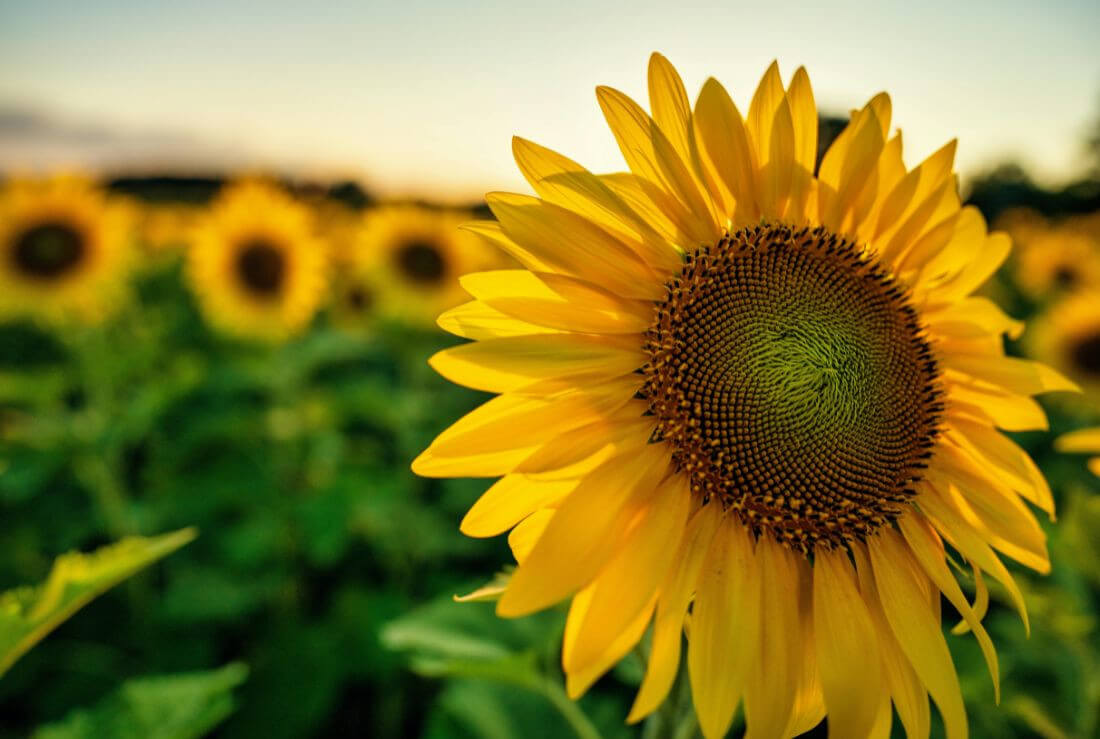 la migliore lecitina per l'integrazione