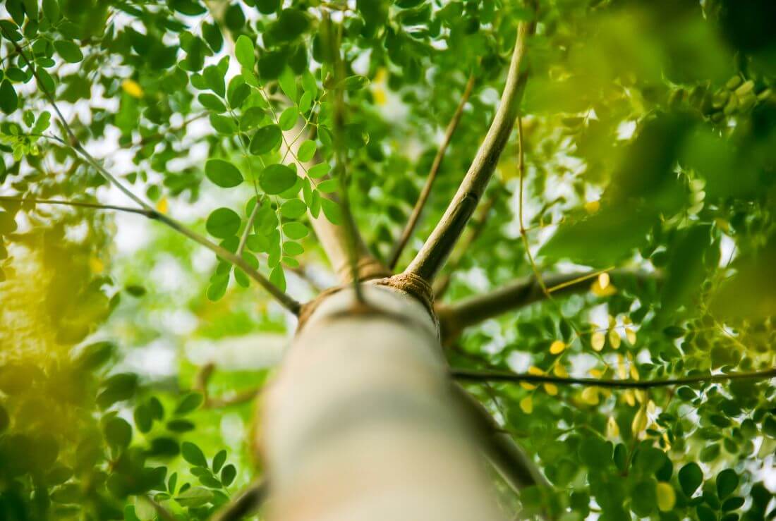 moringa in natura dove cresce