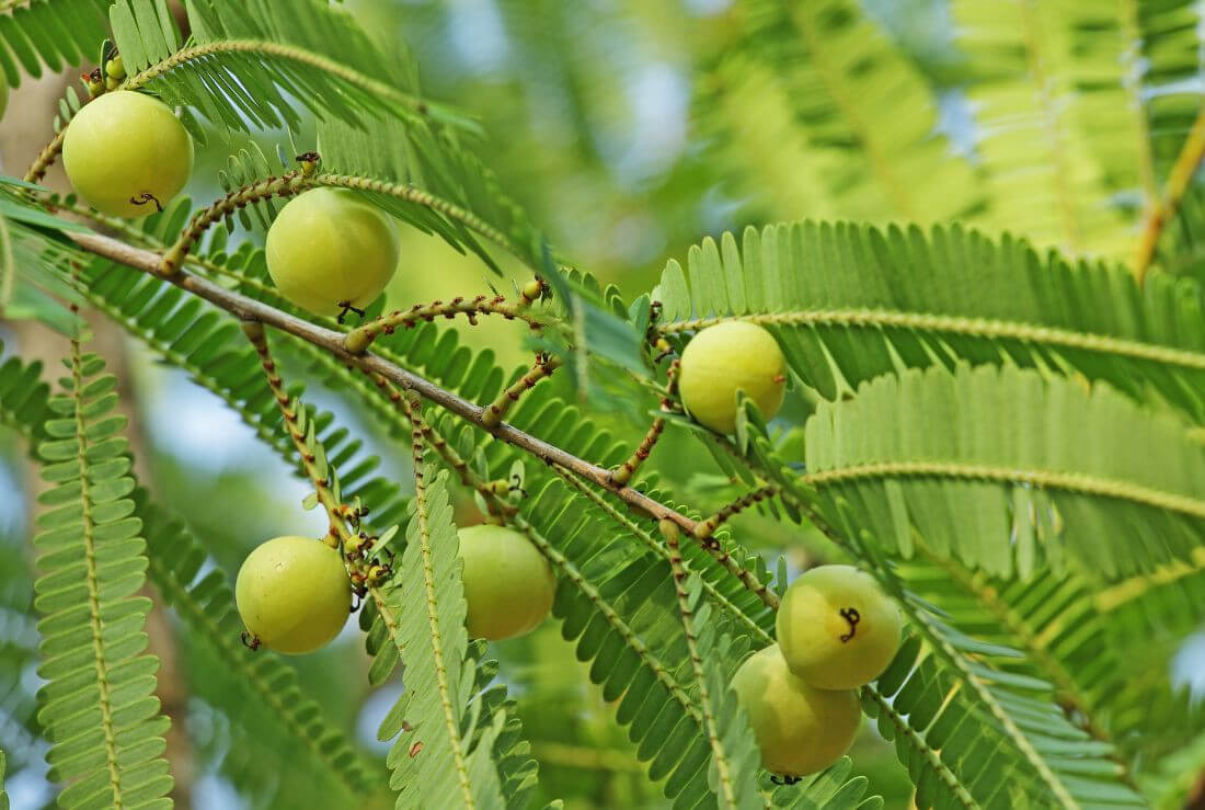 alma fresca benefici