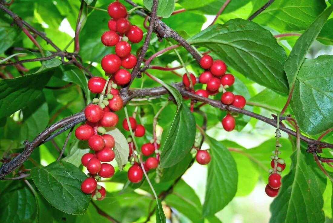 bacche fresche di schisandra