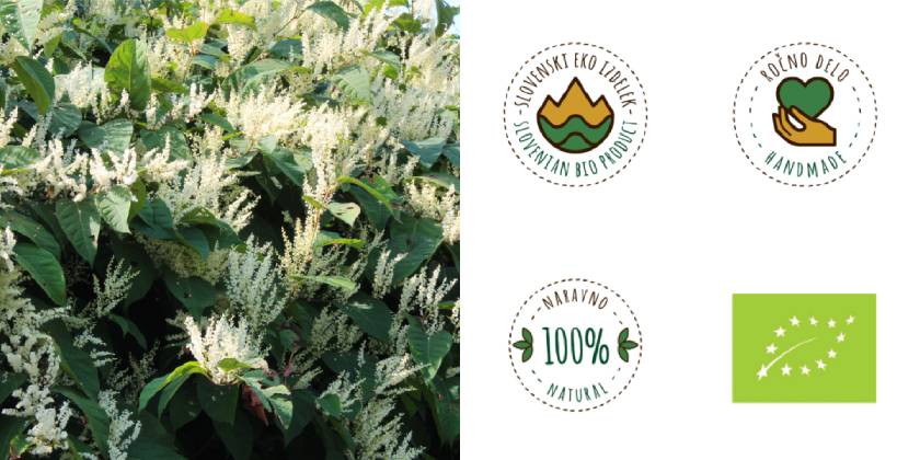 fallopia japonica contro la malattia di Lyme